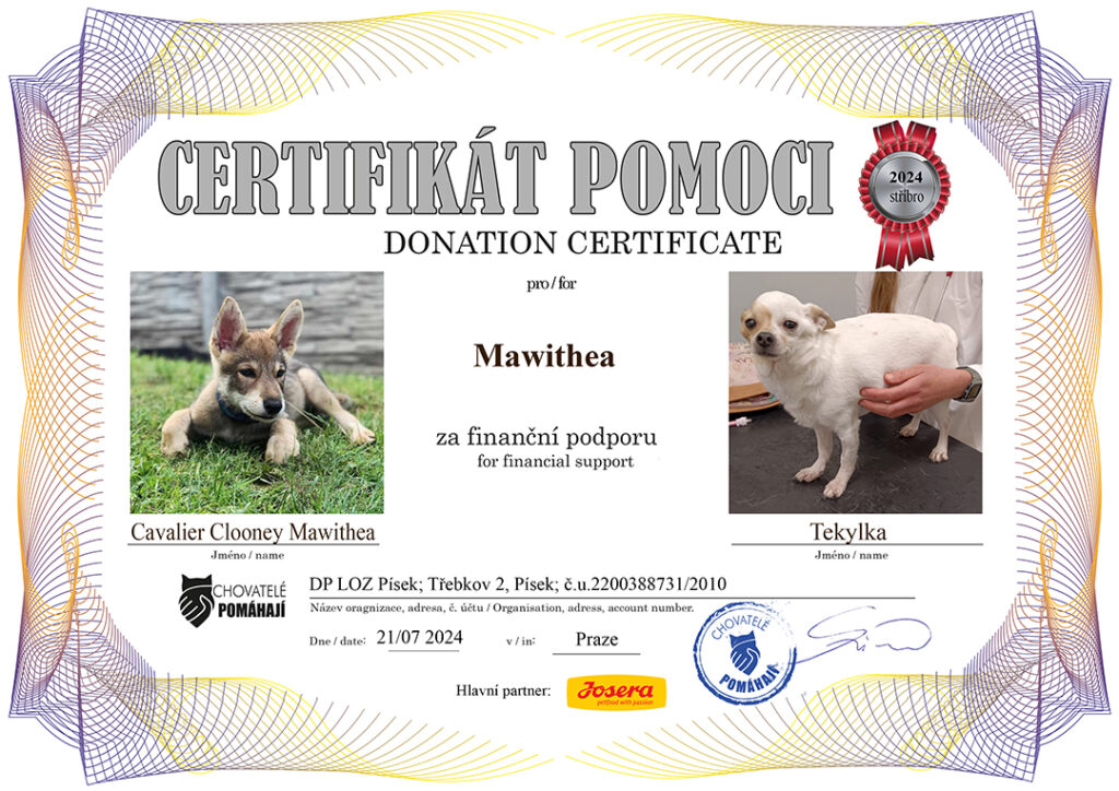 Cavalier Clooney Mawithea – Tekylka