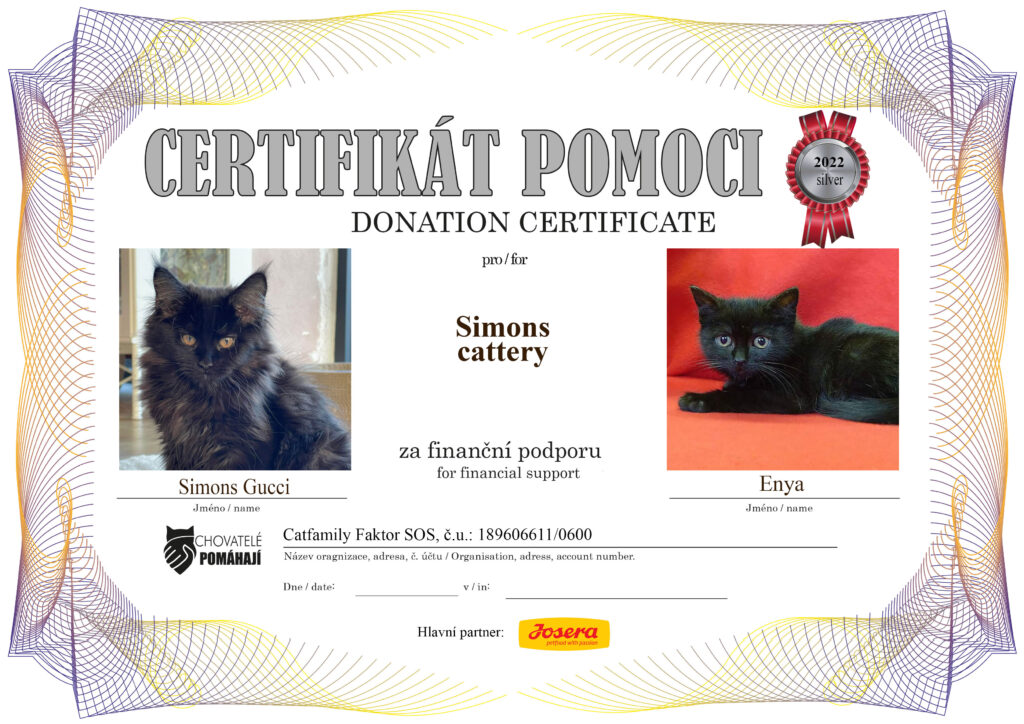 Simons Gucci – Enya